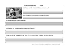 Totenkopfäffchen-Fragen-1.pdf